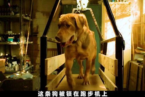 一只狗狗的复仇在线播放,狗狗逆袭复仇记