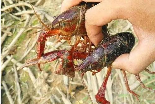 掏龙虾视频,跟随视频一起体验掏龙虾的乐趣与挑战