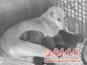 花(母狗)在线播放,在线播放，探寻狗狗世界的温馨故事