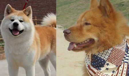 日本有名的狗,探寻秋田犬的传奇故事