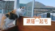 《猫》日本获奖视频