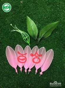 百合花 丝袜,交织浪漫与诱惑的时尚传奇