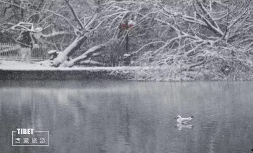 当雪落时免费观看,免费畅享冬日浪漫