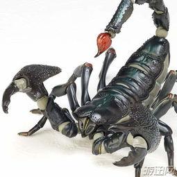 日本 蝎子,探寻其独特生态与神秘传说