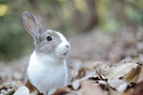 娱乐吃瓜小兔兔微博号